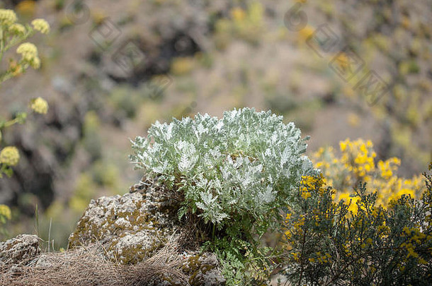 植物区系大加那利岛tanacetum翼腈花银艾<strong>菊</strong>年轻的植物视图