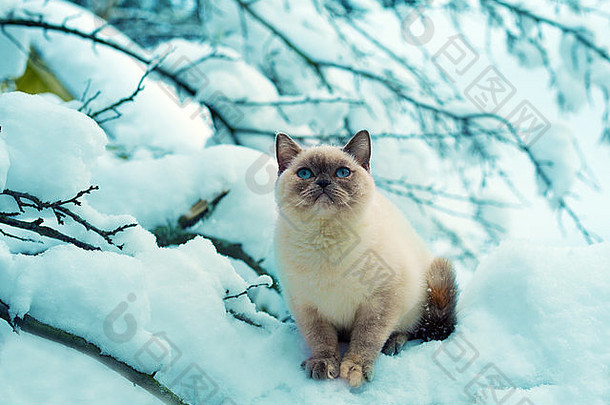 暹罗小<strong>猫</strong>坐着雪树