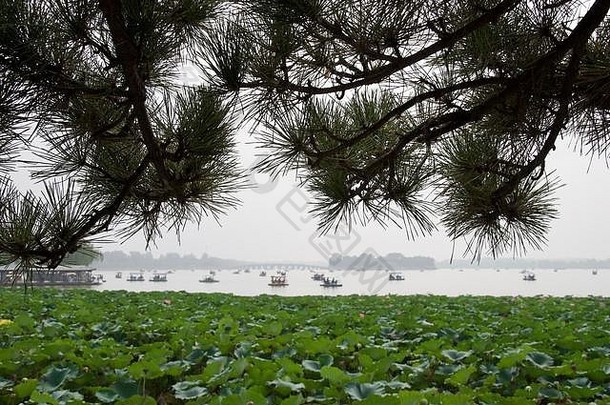 中国人湖针松树前景大补丁莲花叶子花朦胧的湖距离脚踏船旅游船