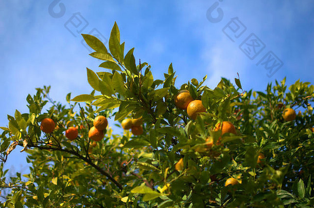 成熟的多汁的<strong>橙子树</strong>