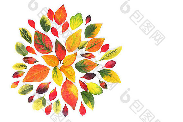 装饰使色彩斑斓的秋天叶子白色背景