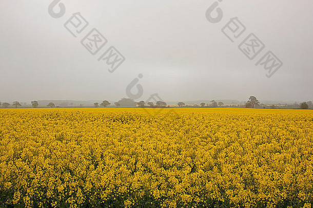 农业字段金黄色的油菜籽花有雾的早....景观