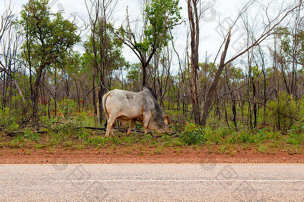 大灰色螺柱牛迷路了一边伟大的北部高速公路布鲁姆德比北西方澳大利亚多云的夏天湿季节