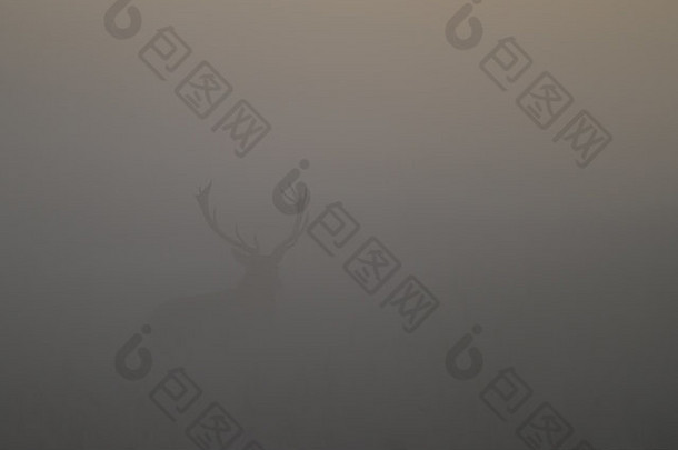 轮廓红色的鹿阉割过的雄鹿鹿角黎明雾