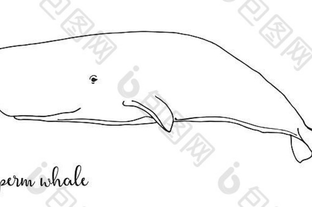 手画精子鲸鱼向量插图草图风格
