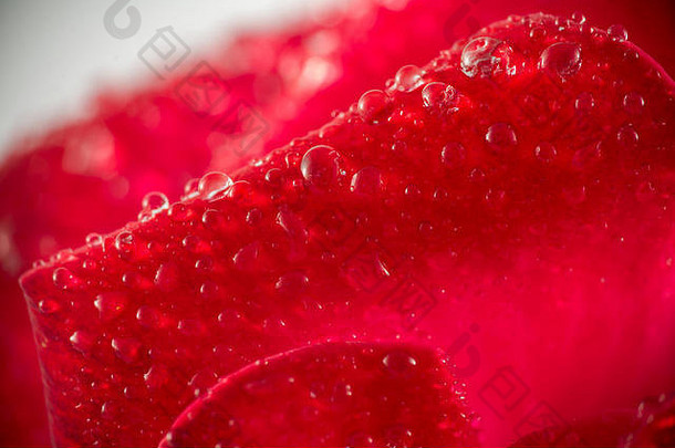 宏红色的玫瑰花瓣水滴