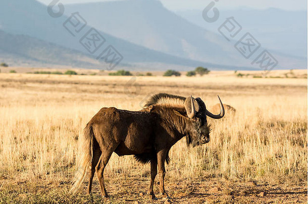 黑色的羚羊的一种南部非洲稀树大草原