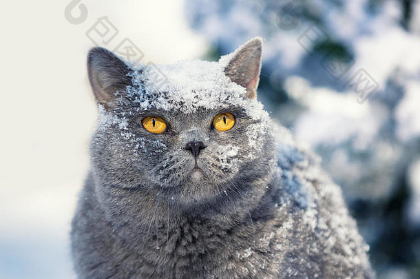 肖像蓝色的英国短毛猫猫坐着在户外深雪森林冬天猫覆盖雪