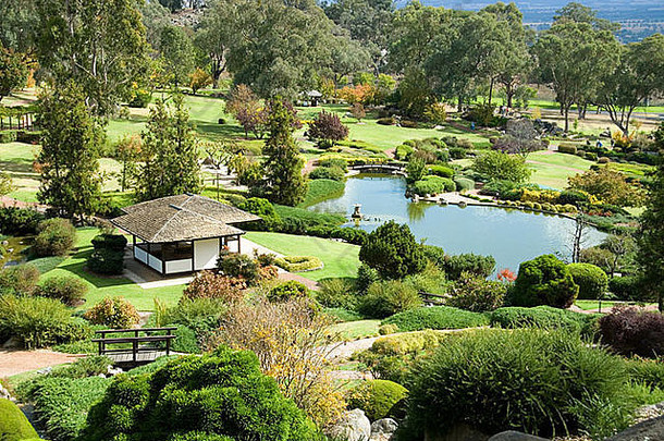场景考拉日本花园南威尔士澳大利亚