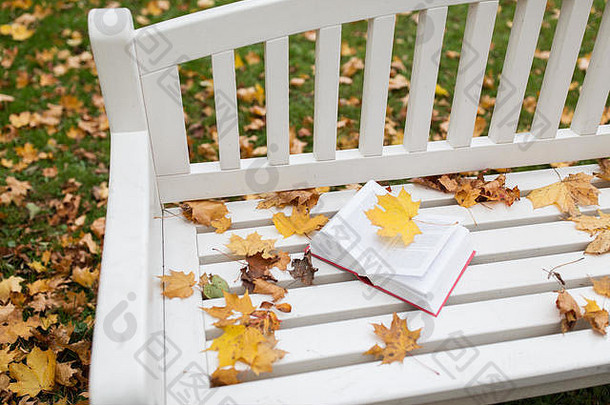 开放书板凳上秋天公园