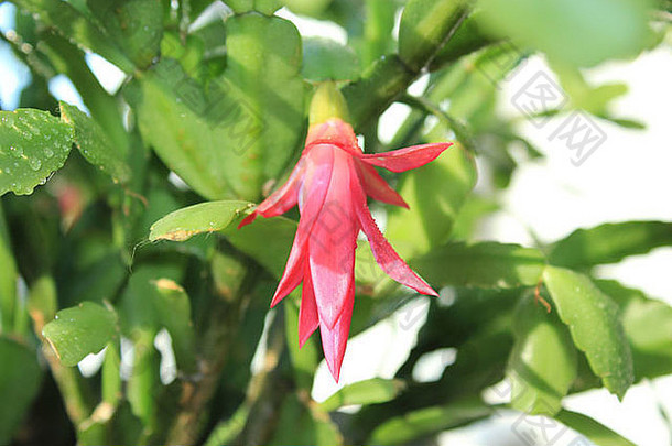 细粉红色的花schlumbergera花盆