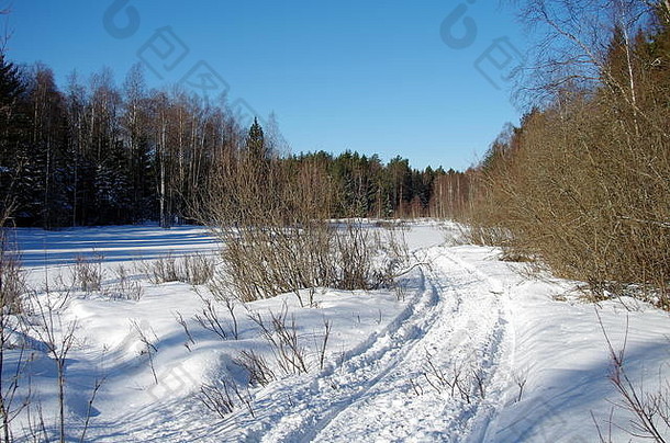 美丽的冬天风景森林冷阳光明媚的一天瑞典