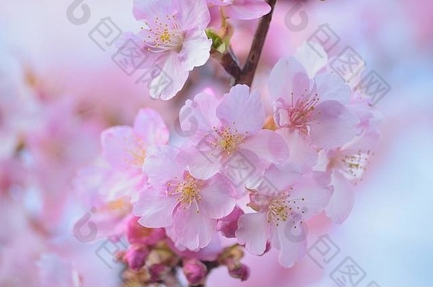 宏纹理日本粉红色的樱桃花朵