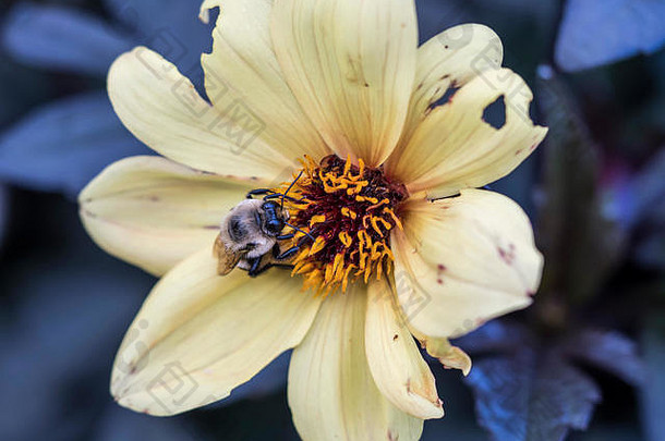 大黄蜂收集收集花粉黄色的花蒙特利尔