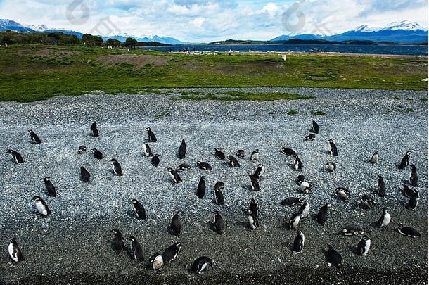 企鹅岛小猎犬号通道ushuaia阿根廷巴塔哥尼亚南美国