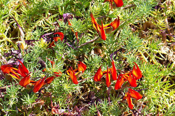 红色的橙色莲花植物莲花maculatus哈代常年地面封面明亮的红色的鹦鹉嘴形状的花朵春天夏天
