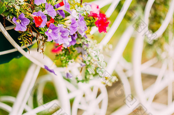 装饰古董模型自行车装备篮子花健美的照片白色自行车停车花床上summ