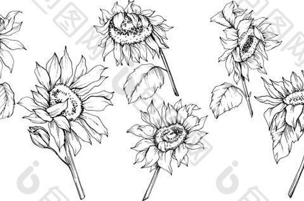 向量向日葵花植物花黑色的白色刻墨水艺术孤立的向日葵插图元素
