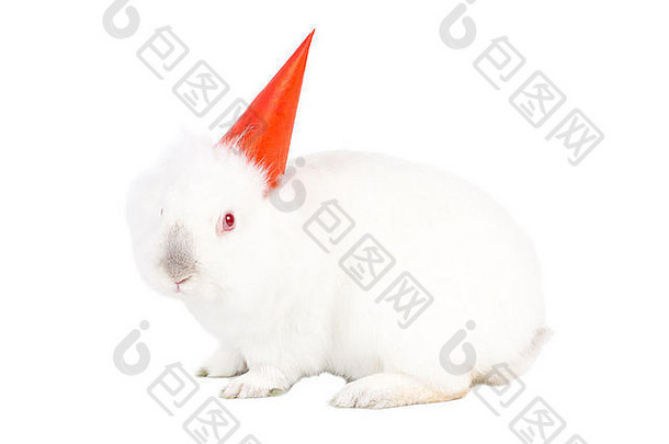 可爱的白色兔子兔子锥形紫色的聚会，派对他庆祝生日复活节圣诞节一年坐着横盘整理