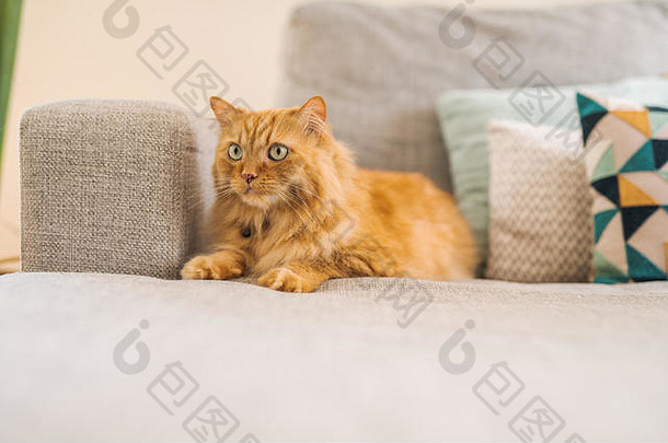 美丽的姜长头发猫说谎沙发阳光明媚的一天首页