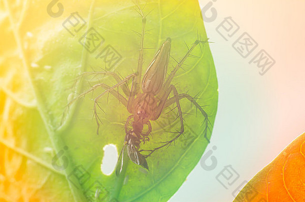 蜘蛛吃昆虫绿色叶dolomedes芬布里亚图斯特殊的颜色语气