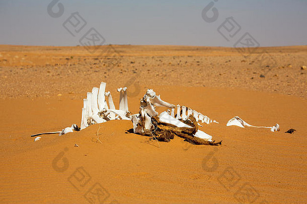 轮开车探险沙漠苏丹白色骨头骨架骆驼谎言无特色的广阔的区域沙子