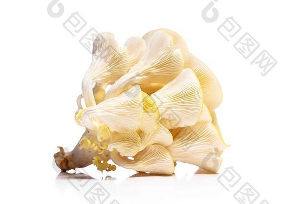 普通蘑菇柑橘皮虫孤立的白色金牡蛎蘑菇美食真菌