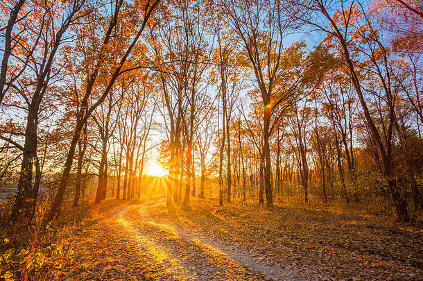 绕组农村路路径人行道秋天森林日落日出路转不断上升的太阳