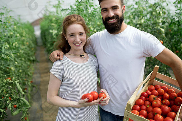 年轻的微笑<strong>农业</strong>女人工人收获西红柿温室