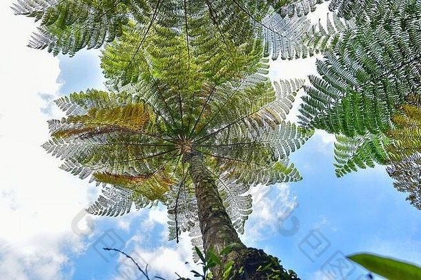 巨大的蕨类植物树热带雨森林背景蓝色的天空白色云背景壁纸