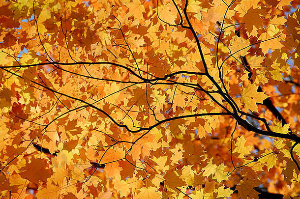 背景明亮的橙色秋天枫木叶子树分支机构