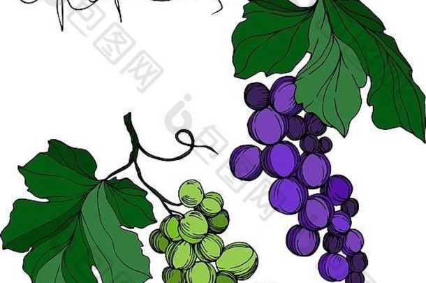 向量葡萄浆果健康的食物黑色的白色刻墨水艺术孤立的葡萄插图元素