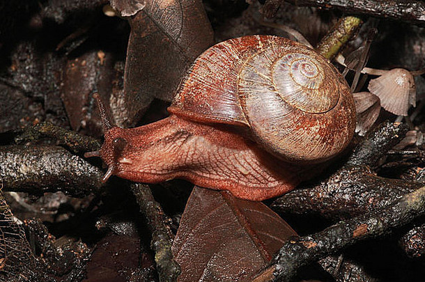 森林蜗牛monachoidesincarnatus