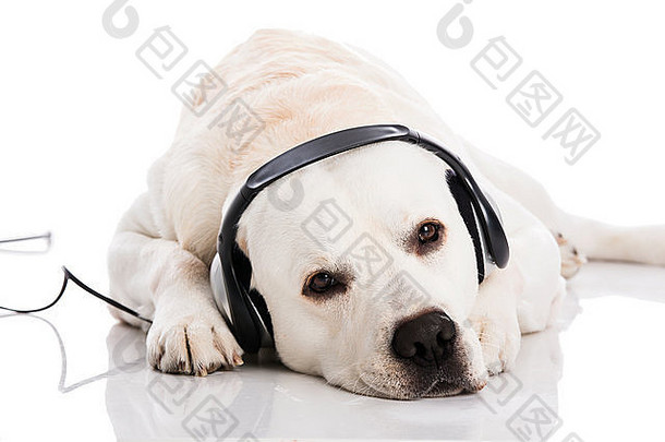 美丽的拉布拉多狗说谎听音乐