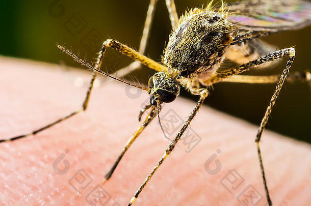 黄色的发热疟疾寨卡病毒病毒受感染的蚊子昆虫宏