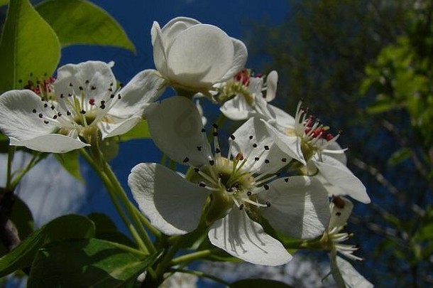白色花序水果树