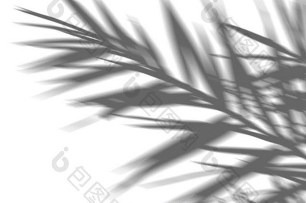 摘要背景影子异国情调的棕榈叶子白色墙白色黑色的覆盖照片模型