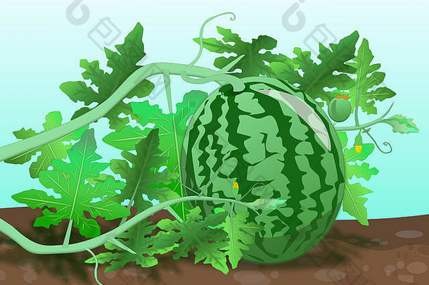 西瓜果期植物插图