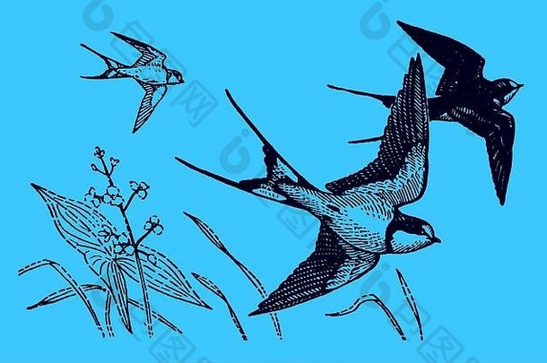 飞行精品燕子hirundorustica蓝色的背景可编辑的层