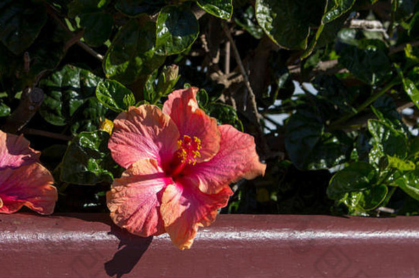 明亮的橙色弥漫粉红色的单夏威夷芙蓉蔷薇-中华常绿芙蓉盛开的春天大绿色花瓣对比