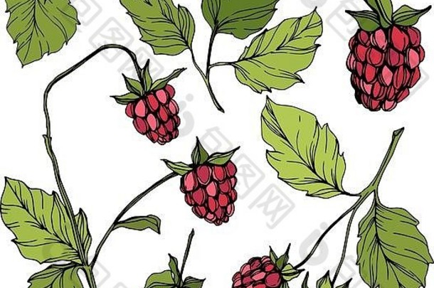 向量树莓健康的食物孤立的红色的绿色刻墨水艺术孤立的浆果插图元素