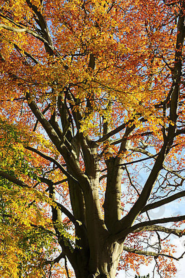 颜色包图网提供精美好看的秋天山毛榉树明亮而熟悉的颜色素材免费下载