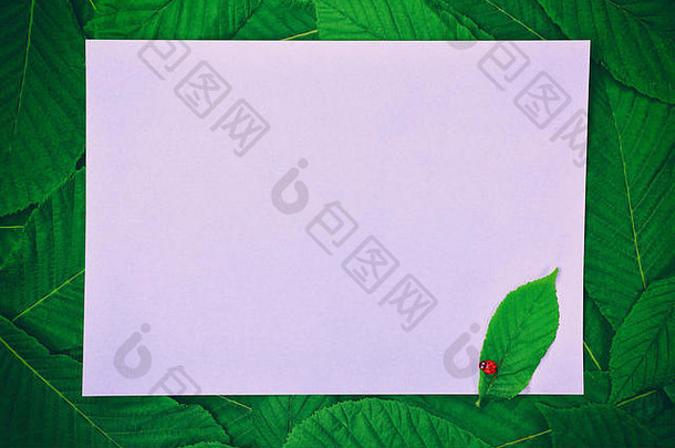 白色大空纸表中间绿色叶子栗
