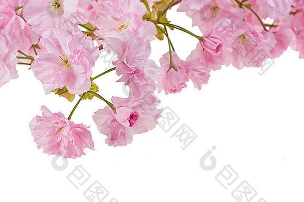 粉红色的樱桃树花朵白色背景