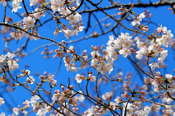 樱桃花朵盛开的春天日本
