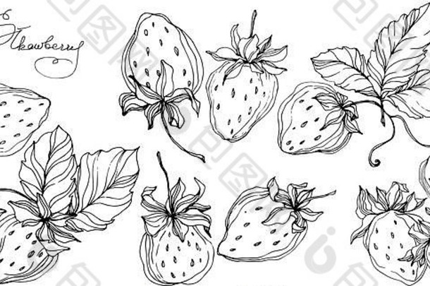 向量草莓水果黑色的白色刻墨水艺术孤立的草莓插图元素