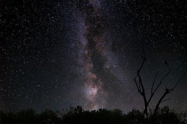美丽的全景晚上天空乳白色的星系星星轮廓树鸟