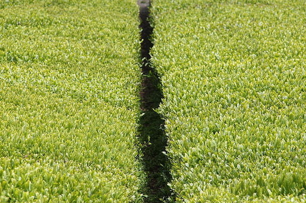 绿色茶场济州岛岛南韩国