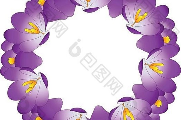 紫色的番红花属花花环向量插图