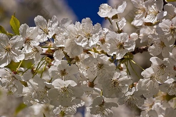 特写镜头白色开花樱桃树